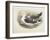 Lesser Black-Backed Gull (Larus Fuscus)-null-Framed Giclee Print