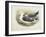 Lesser Black-Backed Gull (Larus Fuscus)-null-Framed Giclee Print