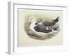 Lesser Black-Backed Gull (Larus Fuscus)-null-Framed Giclee Print