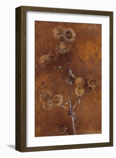 Lesser Burdock-Den Reader-Framed Photographic Print