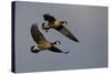 Lesser Canada Geese Alighting-Ken Archer-Stretched Canvas