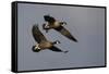 Lesser Canada Geese Alighting-Ken Archer-Framed Stretched Canvas