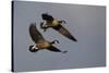 Lesser Canada Geese Alighting-Ken Archer-Stretched Canvas