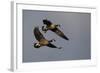 Lesser Canada Geese Alighting-Ken Archer-Framed Photographic Print