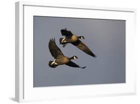 Lesser Canada Geese Alighting-Ken Archer-Framed Photographic Print