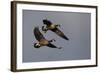 Lesser Canada Geese Alighting-Ken Archer-Framed Photographic Print