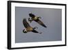 Lesser Canada Geese Alighting-Ken Archer-Framed Photographic Print