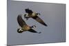 Lesser Canada Geese Alighting-Ken Archer-Mounted Photographic Print