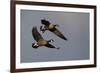 Lesser Canada Geese Alighting-Ken Archer-Framed Photographic Print