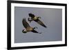 Lesser Canada Geese Alighting-Ken Archer-Framed Photographic Print