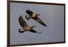 Lesser Canada Geese Alighting-Ken Archer-Framed Photographic Print