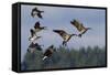 Lesser Canada Geese Alighting-Ken Archer-Framed Stretched Canvas