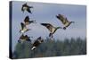 Lesser Canada Geese Alighting-Ken Archer-Stretched Canvas