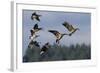 Lesser Canada Geese Alighting-Ken Archer-Framed Photographic Print