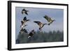 Lesser Canada Geese Alighting-Ken Archer-Framed Photographic Print