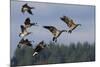 Lesser Canada Geese Alighting-Ken Archer-Mounted Photographic Print