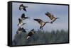 Lesser Canada Geese Alighting-Ken Archer-Framed Stretched Canvas