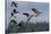 Lesser Canada Geese Alighting-Ken Archer-Stretched Canvas