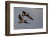 Lesser Canada Geese Alighting-Ken Archer-Framed Photographic Print