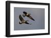 Lesser Canada Geese Alighting-Ken Archer-Framed Photographic Print