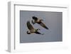 Lesser Canada Geese Alighting-Ken Archer-Framed Photographic Print