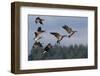 Lesser Canada Geese Alighting-Ken Archer-Framed Photographic Print