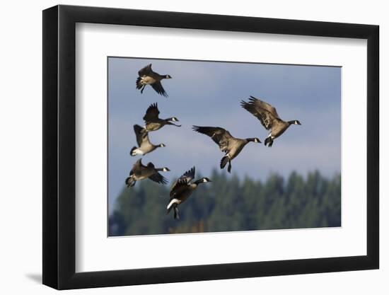 Lesser Canada Geese Alighting-Ken Archer-Framed Photographic Print