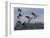 Lesser Canada Geese Alighting-Ken Archer-Framed Photographic Print