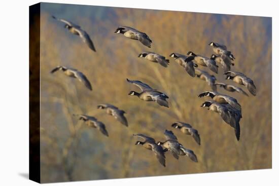 Lesser Canada Geese Flock Alighting-Ken Archer-Stretched Canvas