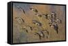 Lesser Canada Geese Flock Alighting-Ken Archer-Framed Stretched Canvas