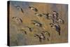 Lesser Canada Geese Flock Alighting-Ken Archer-Stretched Canvas