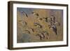 Lesser Canada Geese Flock Alighting-Ken Archer-Framed Photographic Print