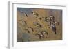 Lesser Canada Geese Flock Alighting-Ken Archer-Framed Photographic Print