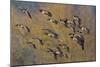 Lesser Canada Geese Flock Alighting-Ken Archer-Mounted Photographic Print