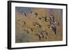 Lesser Canada Geese Flock Alighting-Ken Archer-Framed Photographic Print