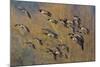 Lesser Canada Geese Flock Alighting-Ken Archer-Mounted Photographic Print