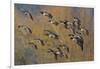 Lesser Canada Geese Flock Alighting-Ken Archer-Framed Photographic Print