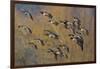 Lesser Canada Geese Flock Alighting-Ken Archer-Framed Photographic Print