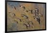 Lesser Canada Geese Flock Alighting-Ken Archer-Framed Photographic Print