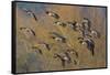 Lesser Canada Geese Flock Alighting-Ken Archer-Framed Stretched Canvas