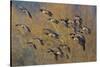 Lesser Canada Geese Flock Alighting-Ken Archer-Stretched Canvas