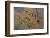 Lesser Canada Geese Flock Alighting-Ken Archer-Framed Photographic Print