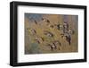 Lesser Canada Geese Flock Alighting-Ken Archer-Framed Photographic Print