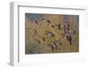 Lesser Canada Geese Flock Alighting-Ken Archer-Framed Photographic Print