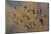 Lesser Canada Geese Flock Alighting-Ken Archer-Mounted Photographic Print