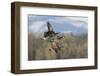 Lesser Canada geese flying.-Ken Archer-Framed Photographic Print