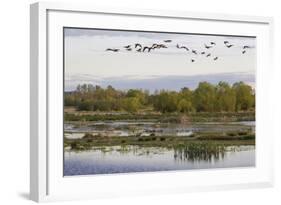 Lesser Canada Geese, Nisqually Nwr-Ken Archer-Framed Photographic Print