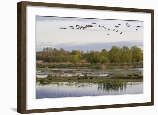 Lesser Canada Geese, Nisqually Nwr-Ken Archer-Framed Photographic Print