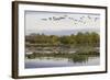 Lesser Canada Geese, Nisqually Nwr-Ken Archer-Framed Photographic Print