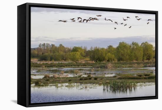 Lesser Canada Geese, Nisqually Nwr-Ken Archer-Framed Stretched Canvas